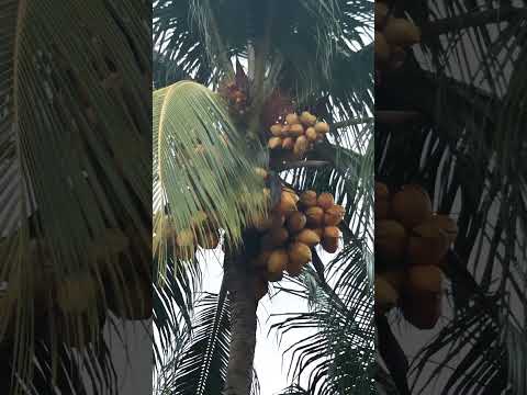coqueiro seco Maceió Alagoas 🇧🇷🥥👍