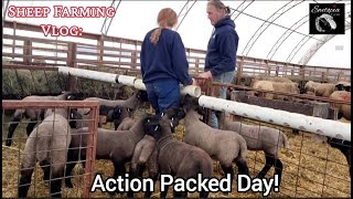 Action-Packed Day On Our Sheep Farming Vlog At Ewetopia Farms