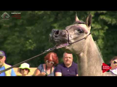 N.34 PALMIRA AL CAPE - Chantilly 2017 European Breeders'Championship - Junior Fillies (Class 2B)