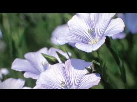 MFGA - Manitoba Flax Growers Association