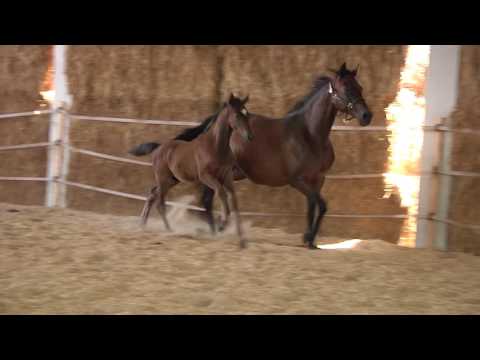 Ostwind von Sky Walker