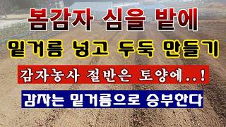 [텃밭농부 2,152]  봄감자 심을 밭에 밑거름 넣고 두둑 만드는 방법! 감자는 밑거름으로 승부한다! #감…