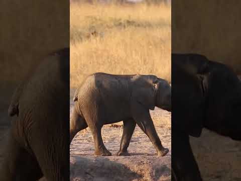 Baby elephant🐘 struggle because his nose cut by crocodile 🐊