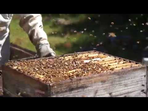 Wedderspoon, Raw Multifloral Manuka Honey, KFactor 12, 1.1 lb (500 g)