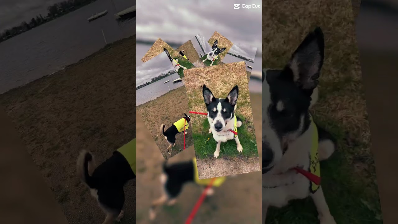 Enlarge Pythagoras, a Adoptable mixed breed in Metamora, MI video 6/6