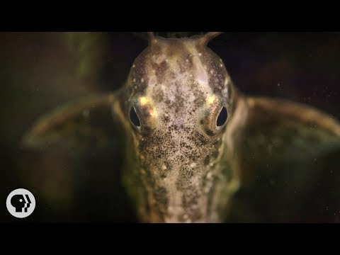 Upside-Down Catfish Doesn't Care What You Think | Deep Look