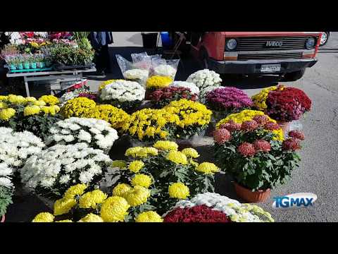 Fiori e lumini per Ognissanti