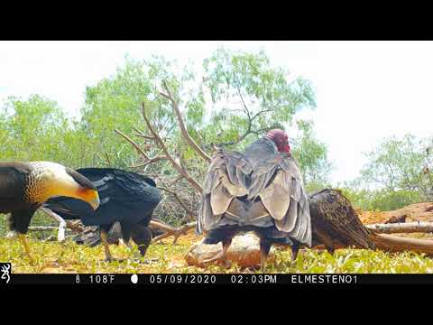 Raptor Reels from El Mesteño Ranch...www.elmestenoranch.com
