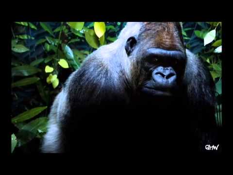 Gildia Małpich Wzgórz - Małpia Wena