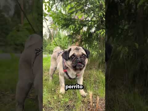 Este Perrito Se Perdió En El Bosque 😱🥺