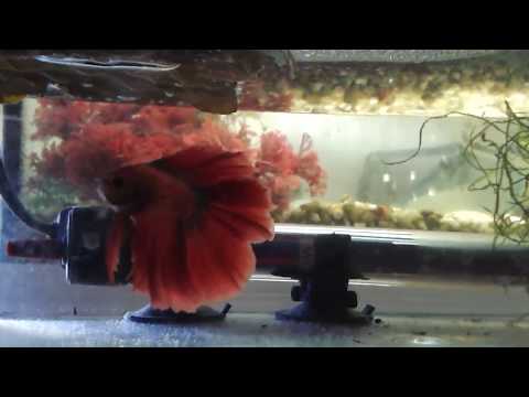 How to Breed betta fish set up part 1