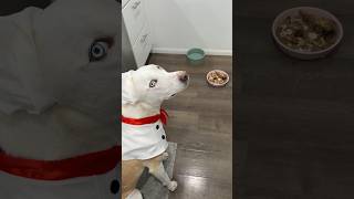Feeding my awkward dog who is a chef🐶🧑🏼‍🍳#dogshorts #dog #pets #funny #doglover #dogmom #doglife