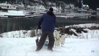 preview picture of video 'Winterfest 2013 Sled Dogs'