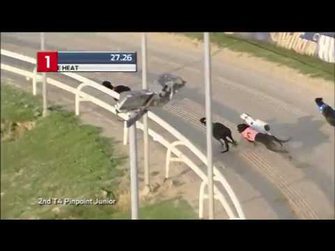 2018 WILLIAM HILL PUPPY PLATE - HEAT 1 - T1 KING COMO