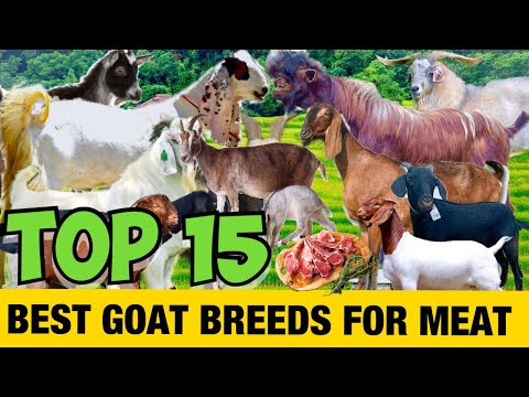15 BEST GOAT BREEDS FOR MEAT!