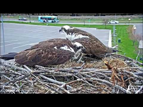 Hellgate Ospreys * Louis Visits Iris Twice This Morning * RADIANT!! in B&W! * 5/2/19