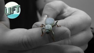 What's the Blue Death Feigning Beetle | The Lift on WDIO