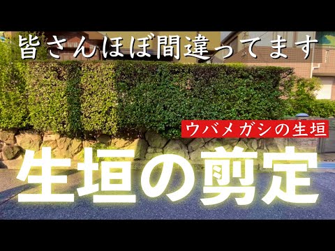 ブナの生垣を正しくトリミングする方法は次のとおりです トピックス