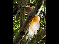Lesser Bird of Paradise