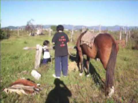 Gauchos de Acero - Mi Vida En Caballo - By Gauchos
