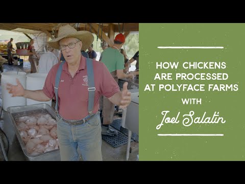 How Broiler Chickens are Processed at Polyface Farms | Joel Salatin