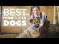 THE BEST HOMESTEAD DOGS