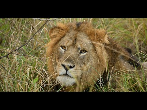 Kyambura Lion Monitoring Project Dr Alex Brackowski