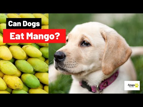 YouTube video about: Can dogs have dried mangos?