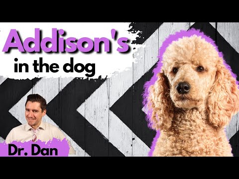 Addison's disease in the dog.  Dr. Dan explains symptoms, diagnosis, and treatment