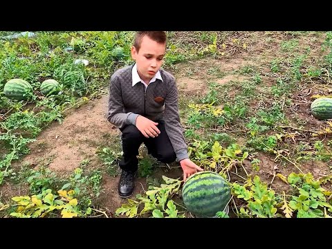 Сортоизучение и дегустация арбузов | Зелёная педагогика видео