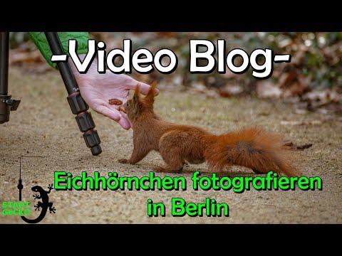 VLOG Eichhörnchen fotografieren in Berlin / Fotospot / Fotolocation Berlin