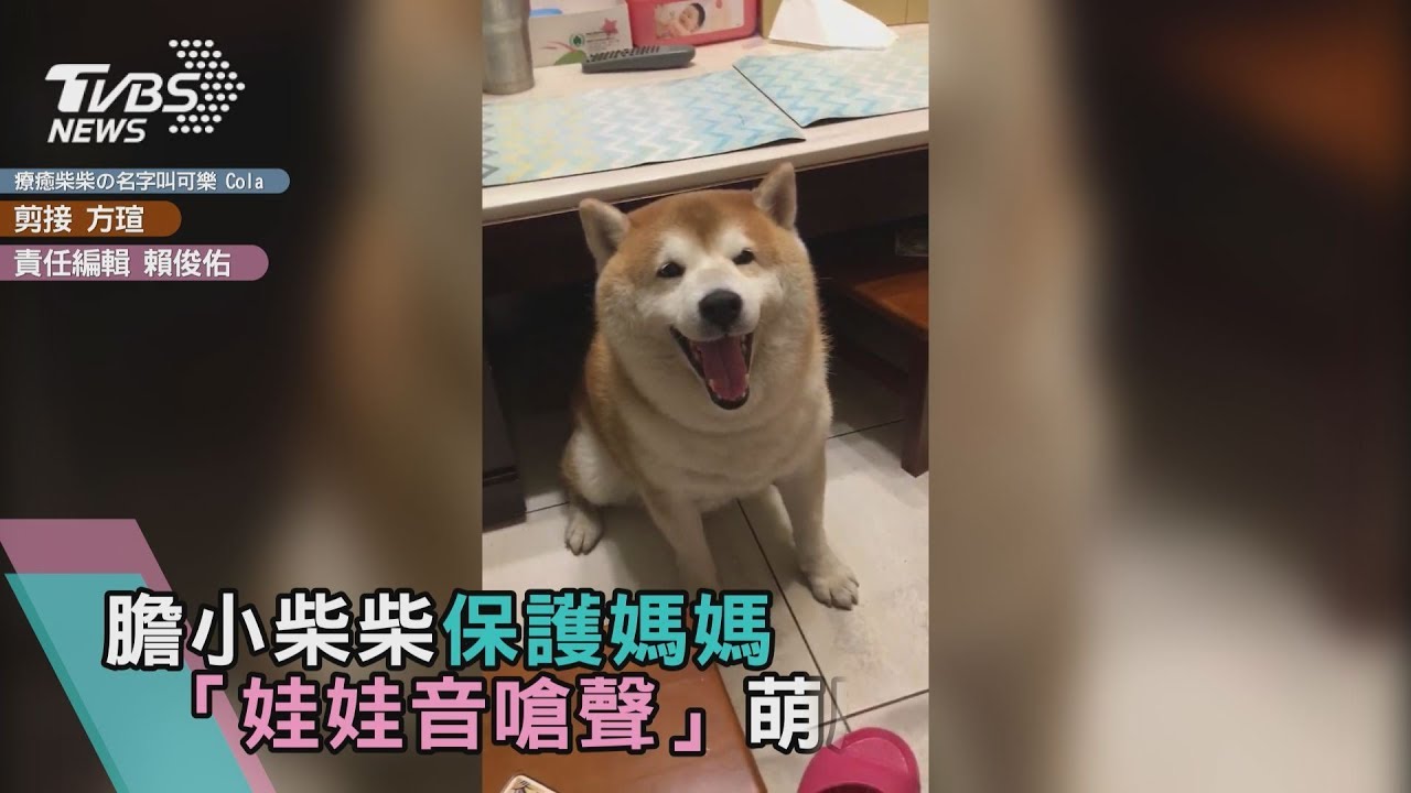 膽小柴柴保護媽媽 「娃娃音嗆聲」萌度破表!