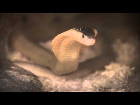 Cobra Does What Cobras Do