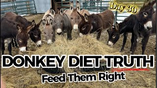 What Do Donkeys REALLY Eat (Most People Get This Wrong)