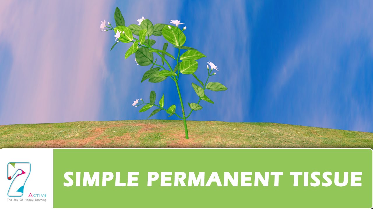 SIMPLE PERMANENT TISSUE