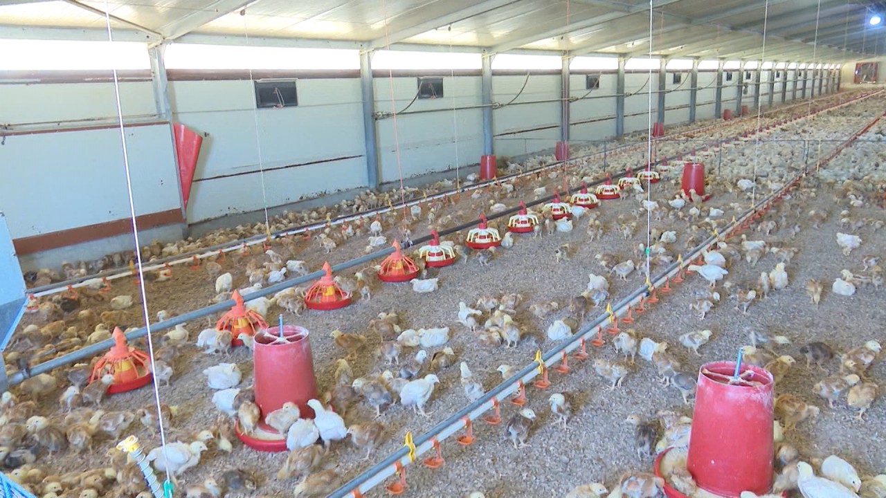 Mishi i pulës së importit, rritje deri në 50%, Zusi: Nevojiten masa për rritjen e prodhimit vendas