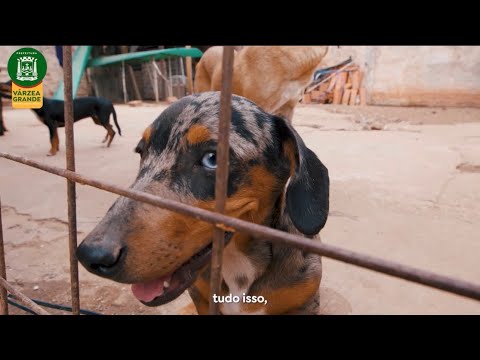 Abril Laranja em Várzea Grande: proteção animal em ação