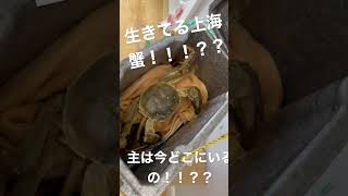 生きたままの上海蟹！！？？食べて大丈夫？