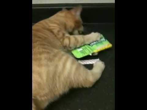 Cats shouldn't eat gum.