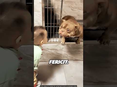 🐶 Pitbull-Ul Care A Primit O Șansă #shorts