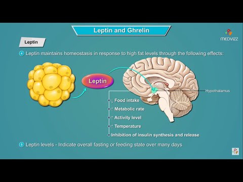 Leptin and Ghrelin hormones mechanism of action | Physiology : USMLE Step 1