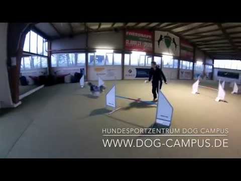 Hundesportzentrum Dog Campus - Agility Fabi & Fynn