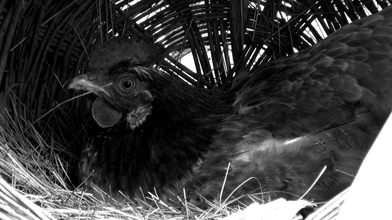 In the beginning was the Word - TRAILER