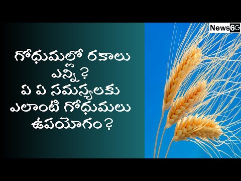 wheat speciality in telugu