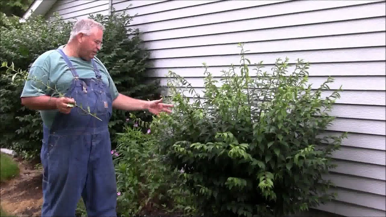 How to Trim Bushes WAY Back (Hard Pruning Guide) – Part 2