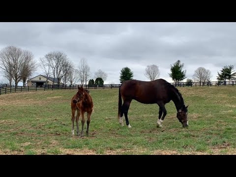 Meet the First Foal from Songbird, By Arrogate