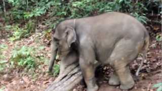 Слонёнок Бона учится преодолевать препятствия