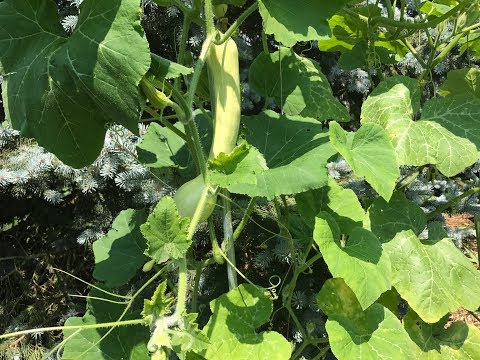 How to Prune Pumpkin Plants for Best Production