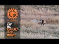 Huge Bull Elk Gives up the Ghost at 856 Yards - Plus A Surprise...Wait For It!