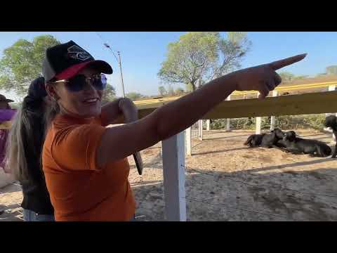 Primeira Feira de  2026 em Senador Rui Palmeira - AL 